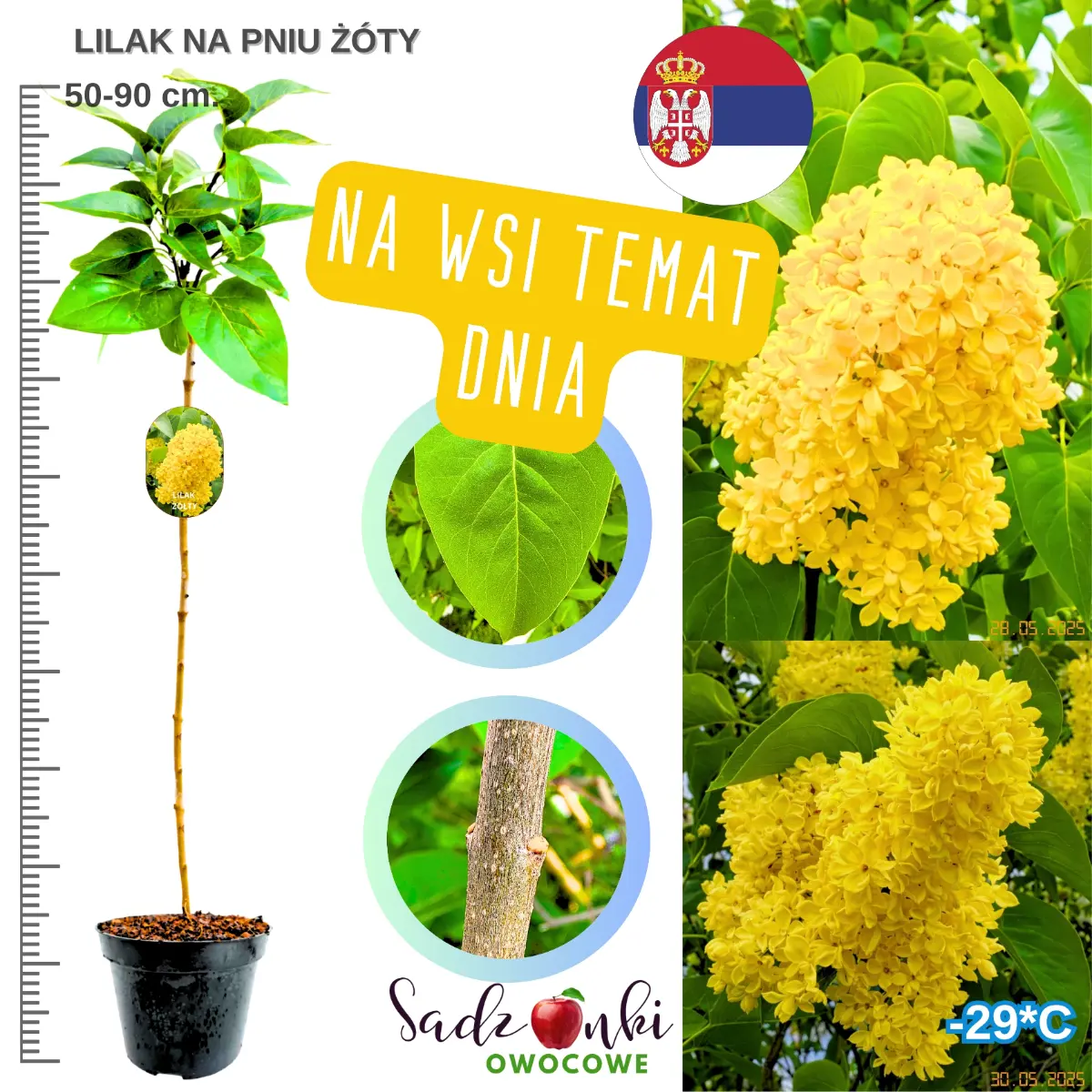 lilak żółty na pniu drzewko szczepione w donicy sadzonka wysokości 50-90 cm.