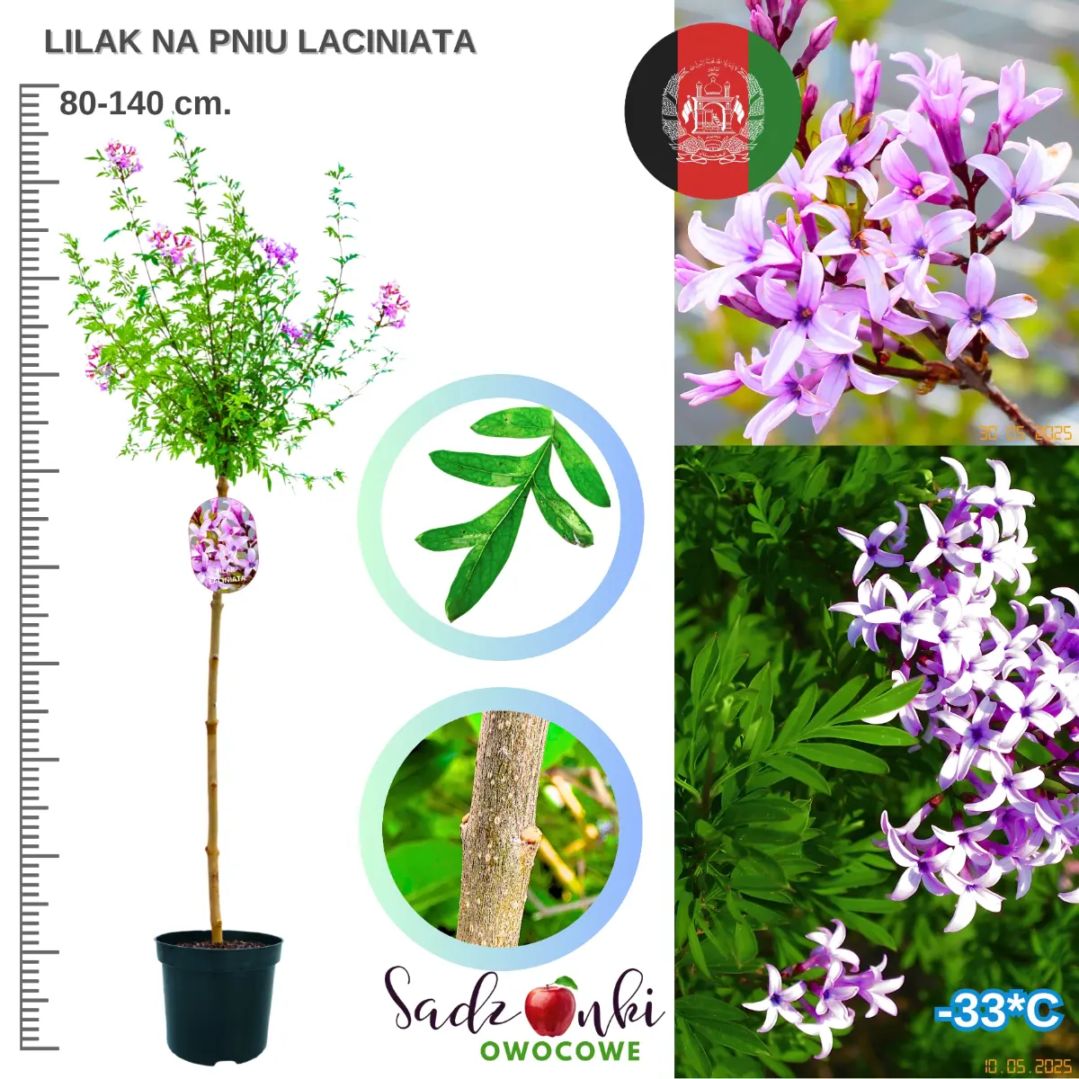 lilak laciniata na pniu drzewko 80-140 cm.