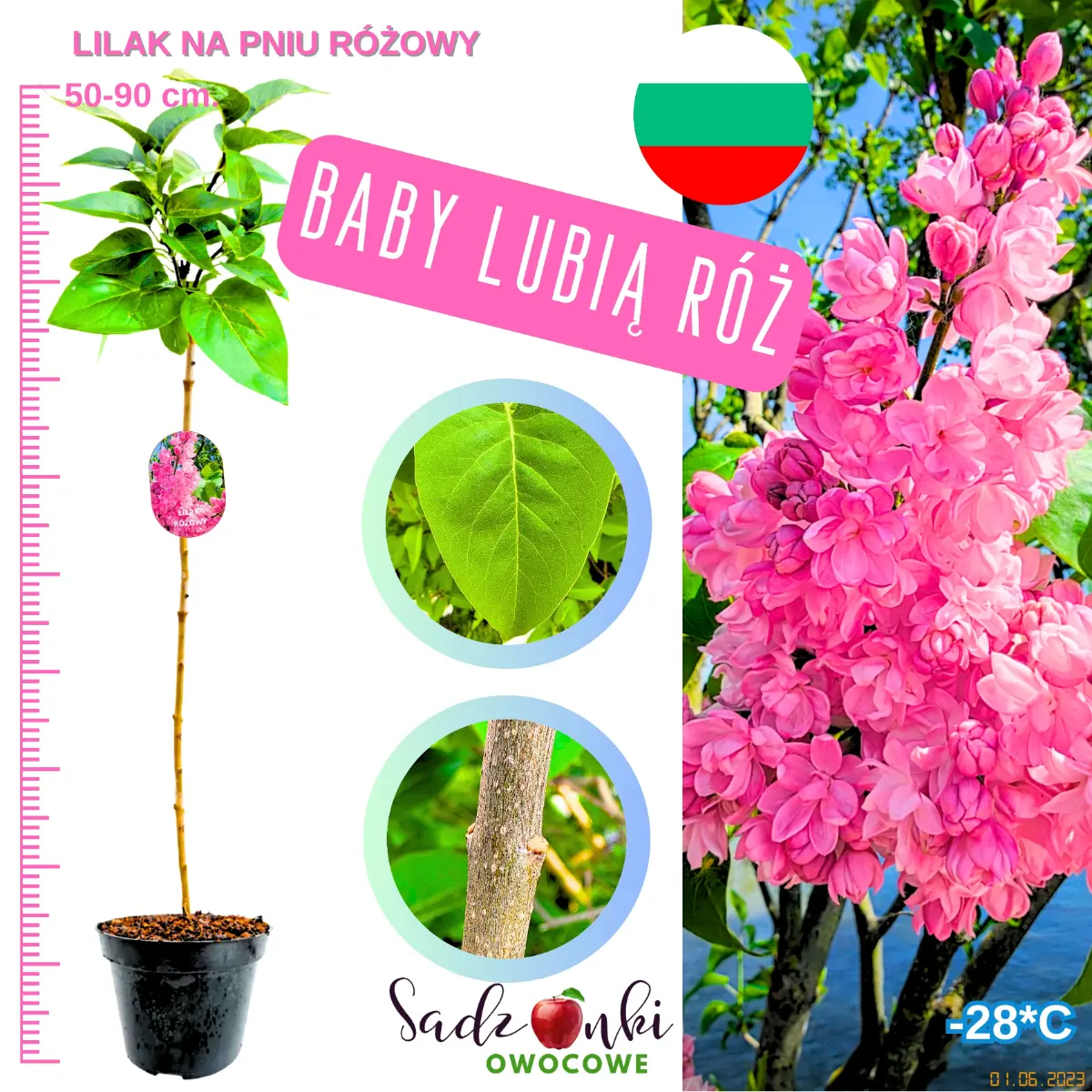 lilak różowy na pniu sadzonka w donicy 50-90 cm.