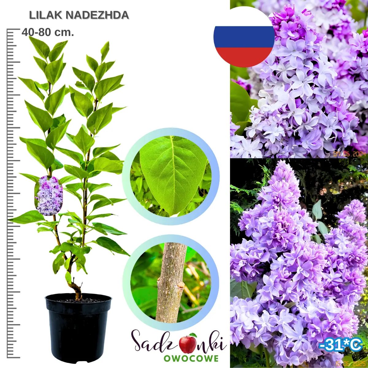 lilak nadezhda krzew ozdobny w donicy sadzonka 40-80 cm.