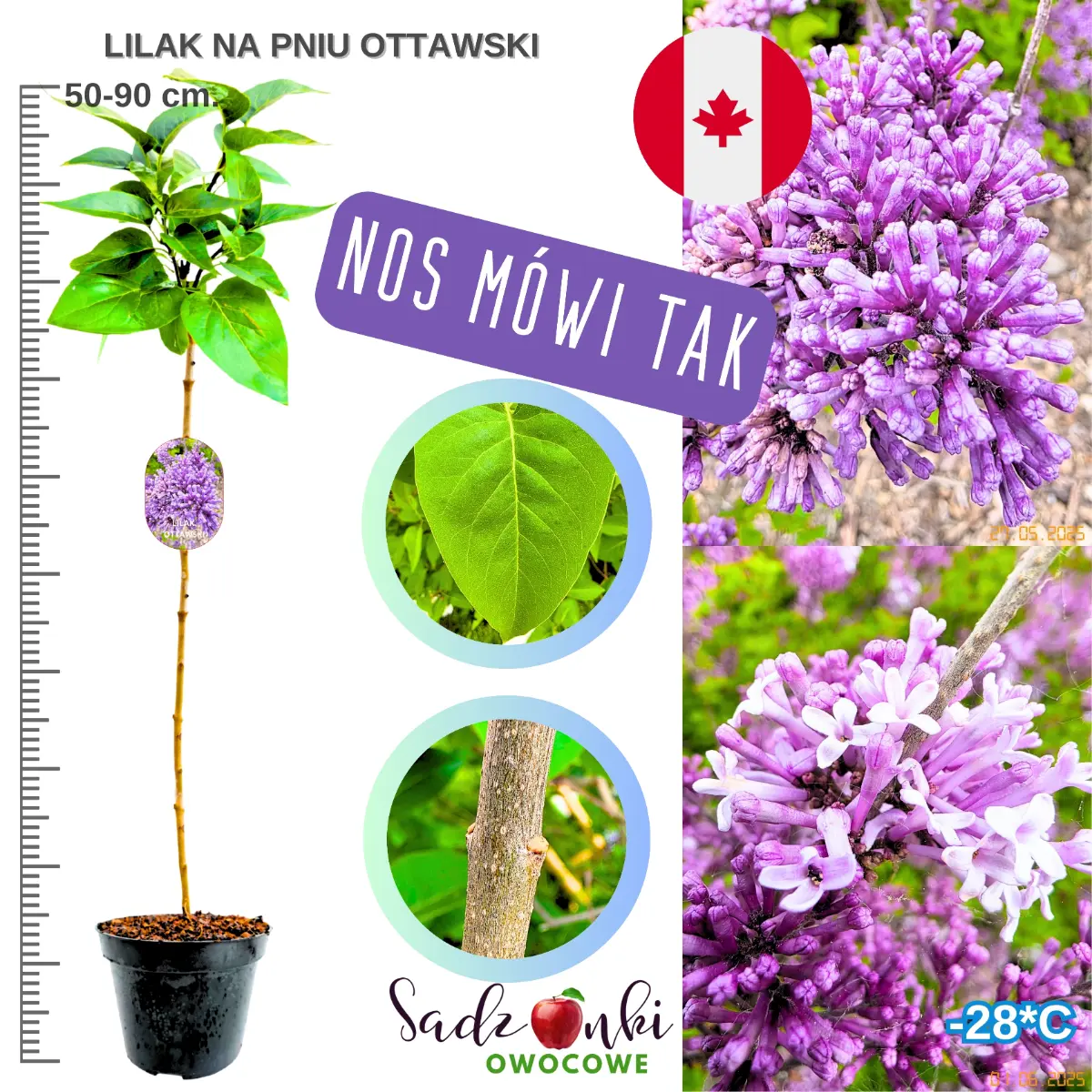 lilak ottawski na pniu bez lilak w donicy 50-90 cm.