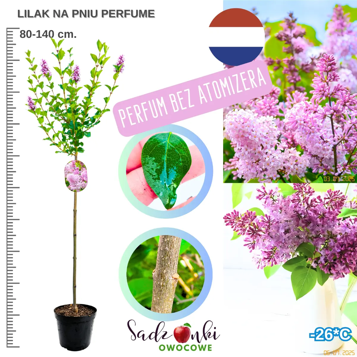 lilak pink perfume na pniu drzewko w donicy 80-140 cm.