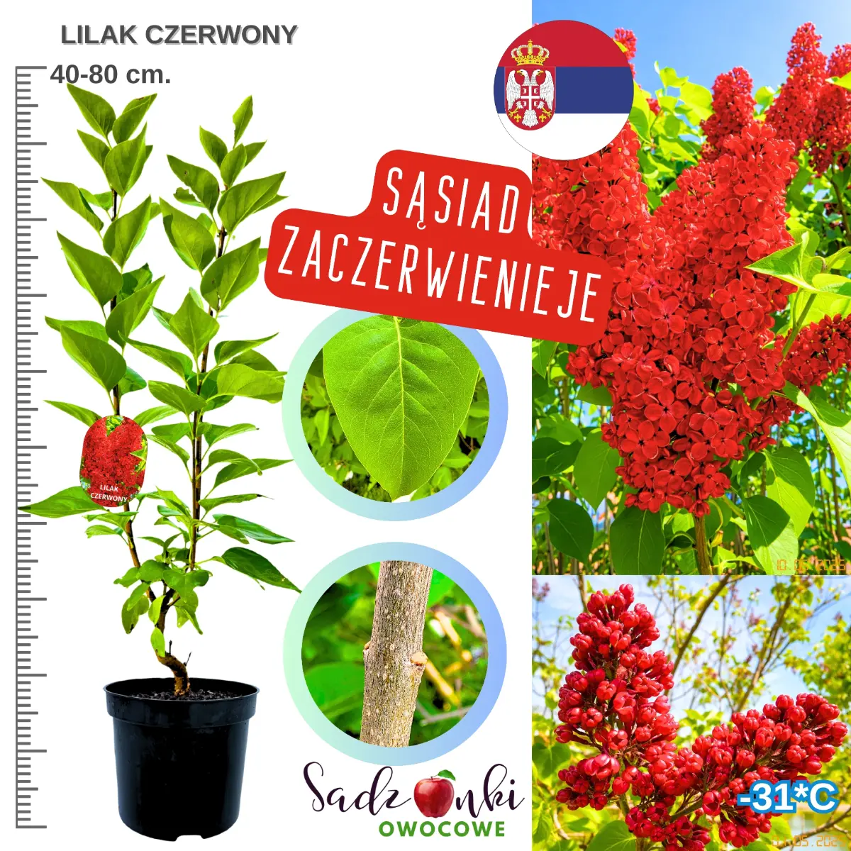 lilak czerwony krzew sadzonka 40-80 cm.