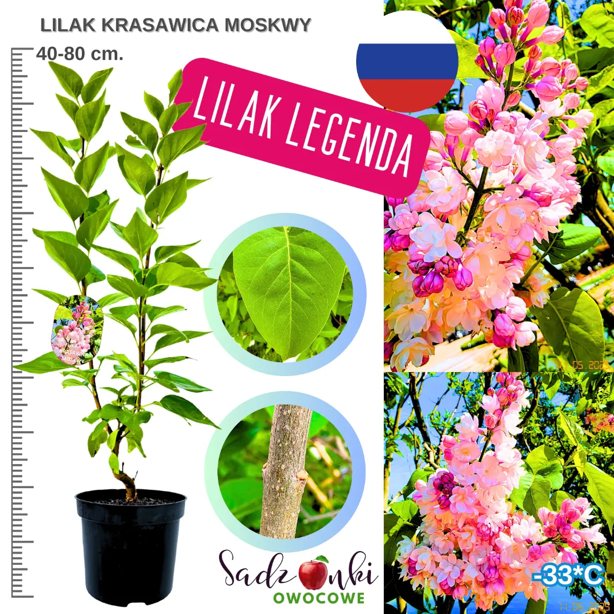 lilak krasawica moskwy krzew wysokość 40-80 cm