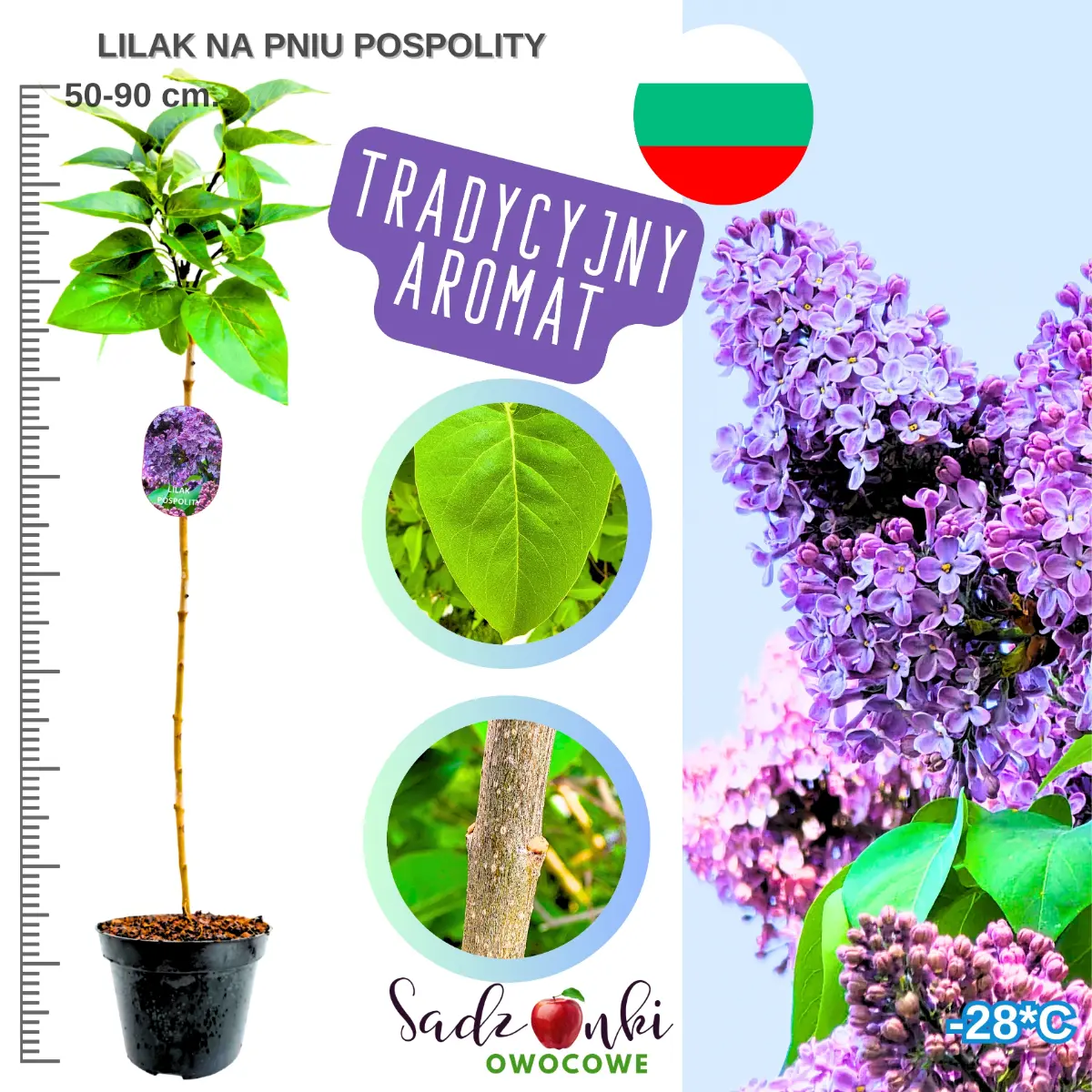lilak pospolity na pniu sadzonka 50-90 cm. w donicy drzewko ozdobne