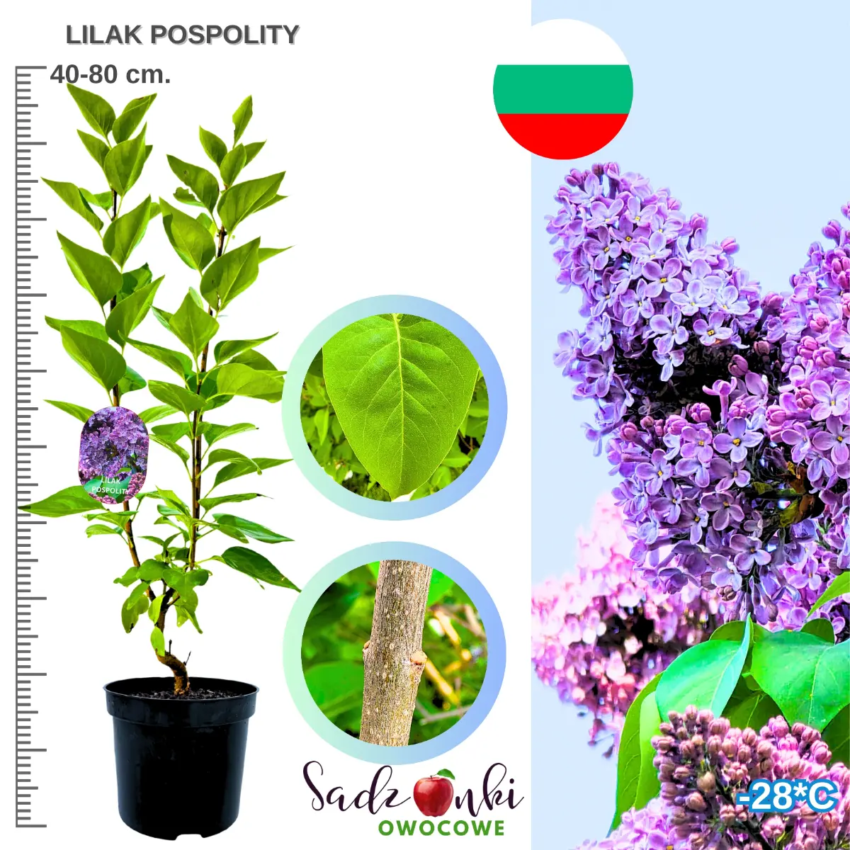 lilak pospolity krzew w donicy wysokość 40-80 cm.