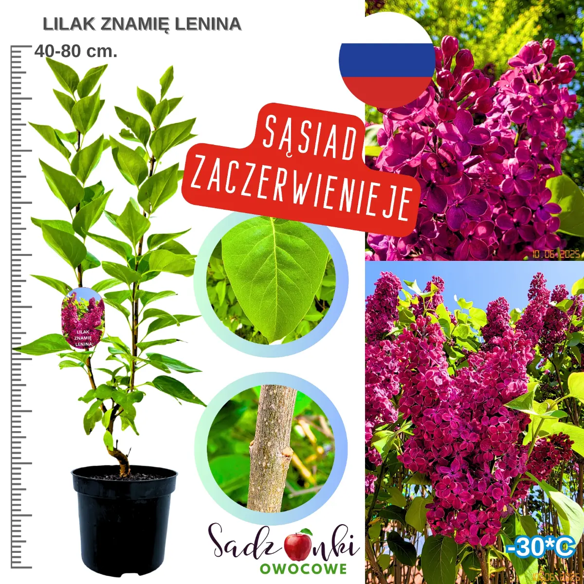 lilak znamię lenina krzew ozdobny 40-80 cm. w donicy