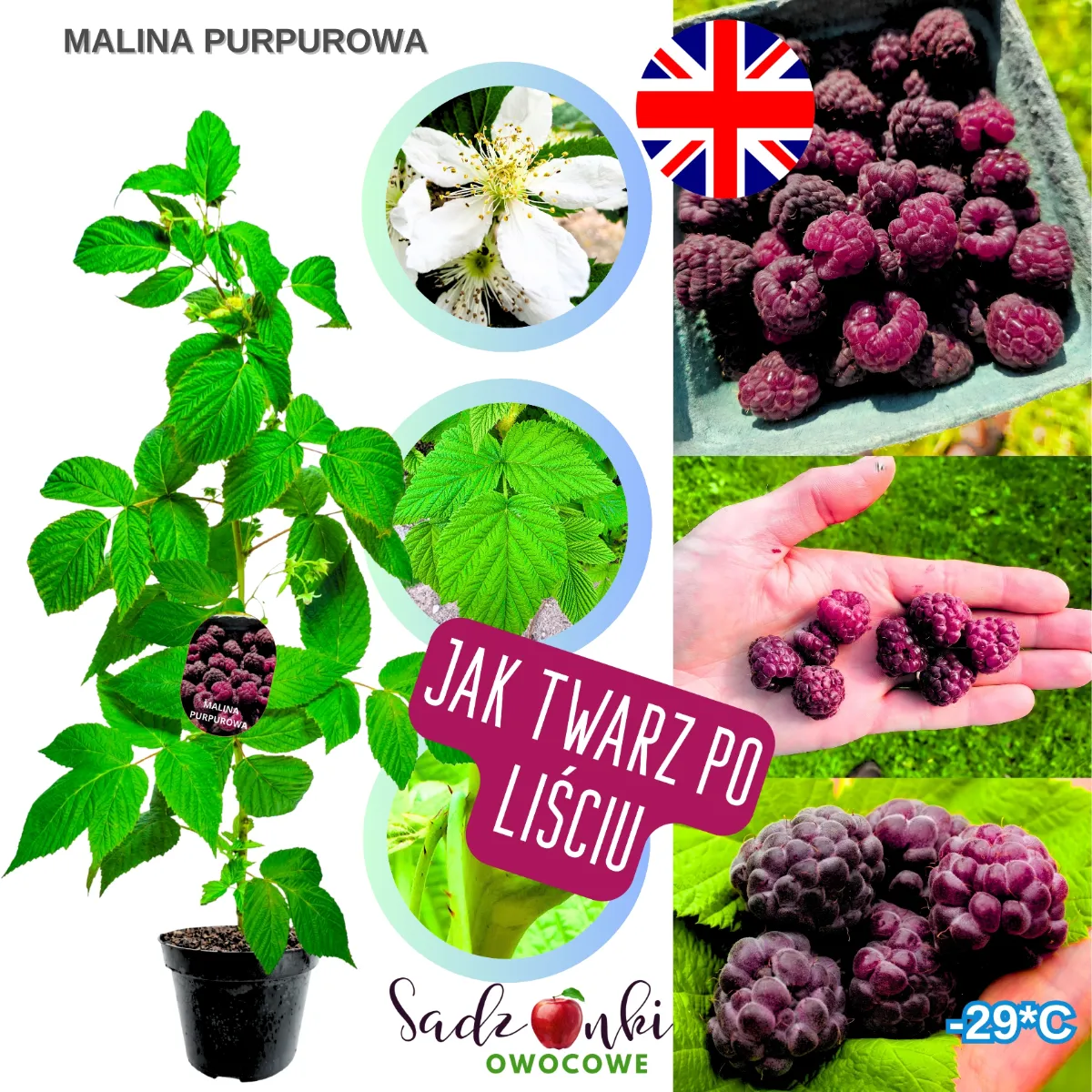 malina purpurowa w doniczce zdrowy krzew owocowy o silnych pędach i dobrze rozwiniętym systemie korzeniowym