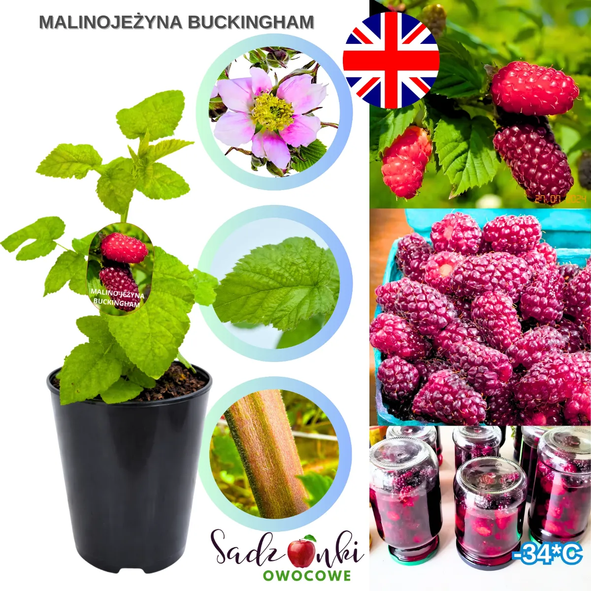 malina jeżyna Buckingham sadzonka w doniczce zdrowa roślina owocowa ze szkółki przygotowana do wysadzenia