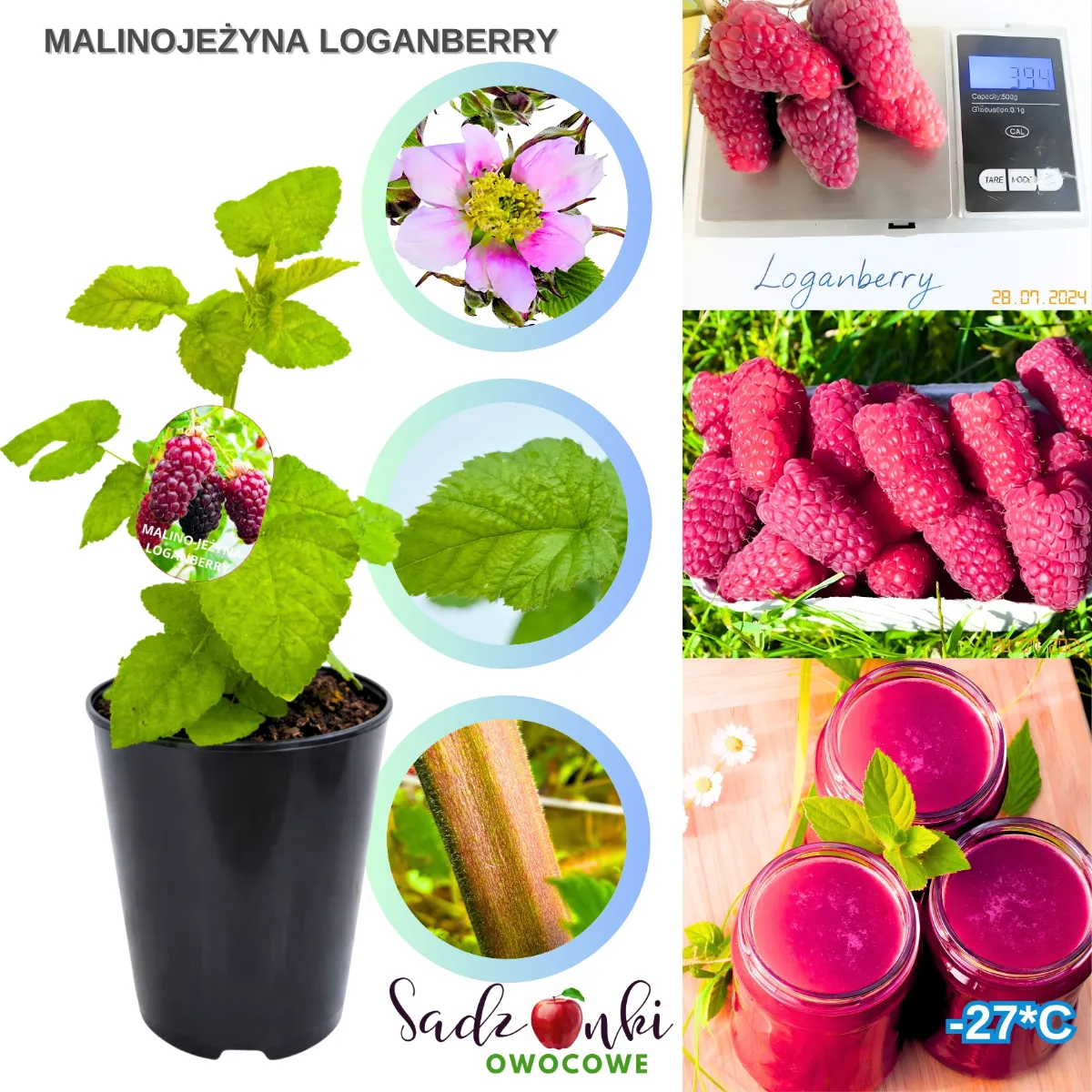 malinojeżyna Loganberry sadzonka w donicy roślina jagodowa przygotowana do uprawy w ogrodzie przydomowym