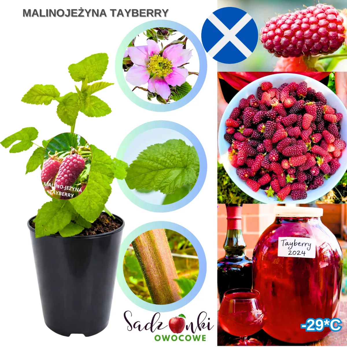 malinojeżyna Tayberry sadzonka w doniczce zdrowa roślina owocowa z profesjonalnej szkółki