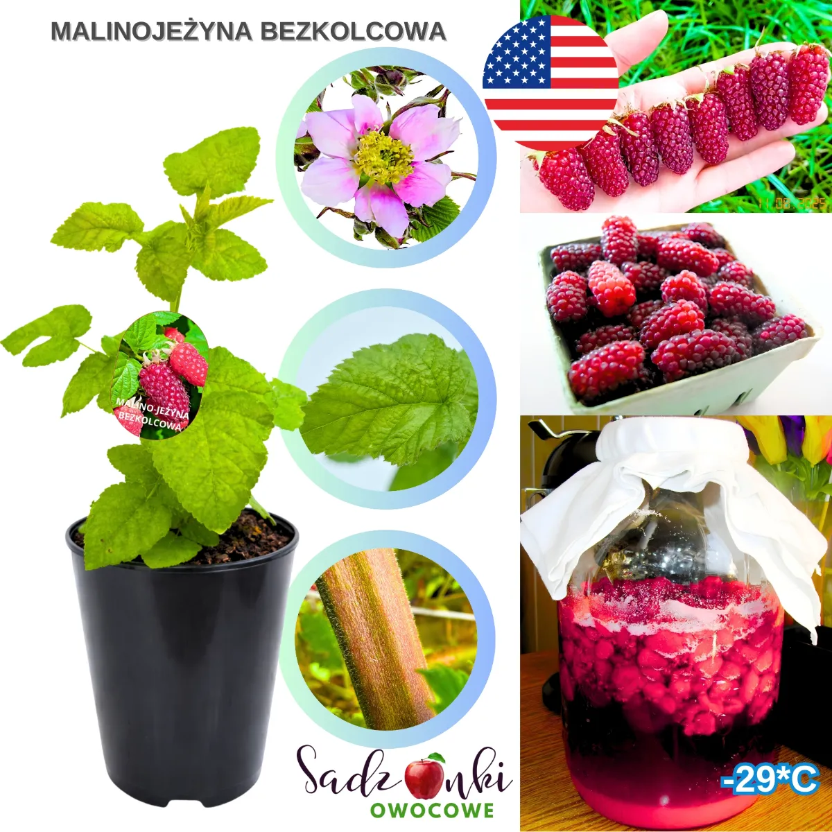 malinojeżyna bezkolcowa sadzonka w doniczce materiał szkółkarski roślina jagodowa do uprawy przydomowej