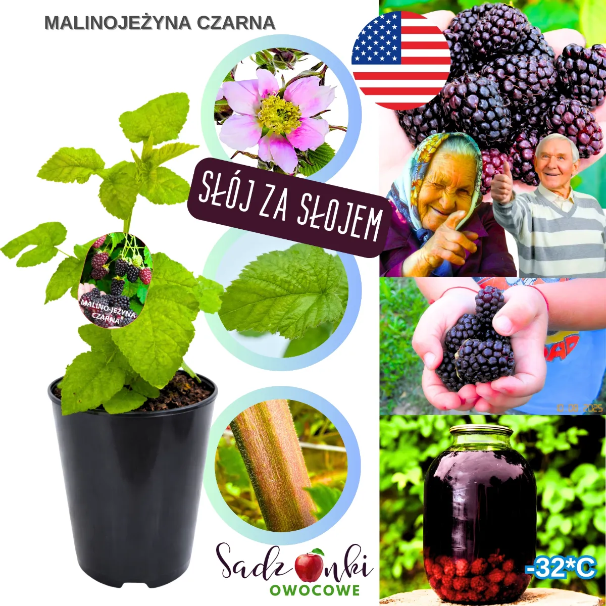 malinojeżyna czarna sadzonka w donicy zdrowy krzew owocujący z uprawy szkółkarskiej