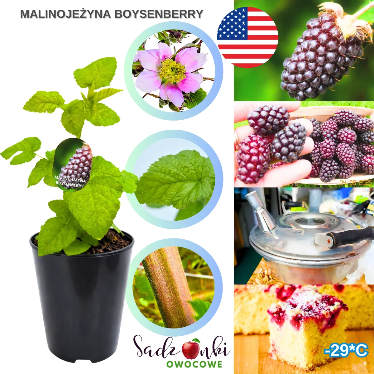 malino jeżyna Boysenberry sadzonka w doniczce zdrowa roślina jagodowa materiał szkółkarski do nasadzeń