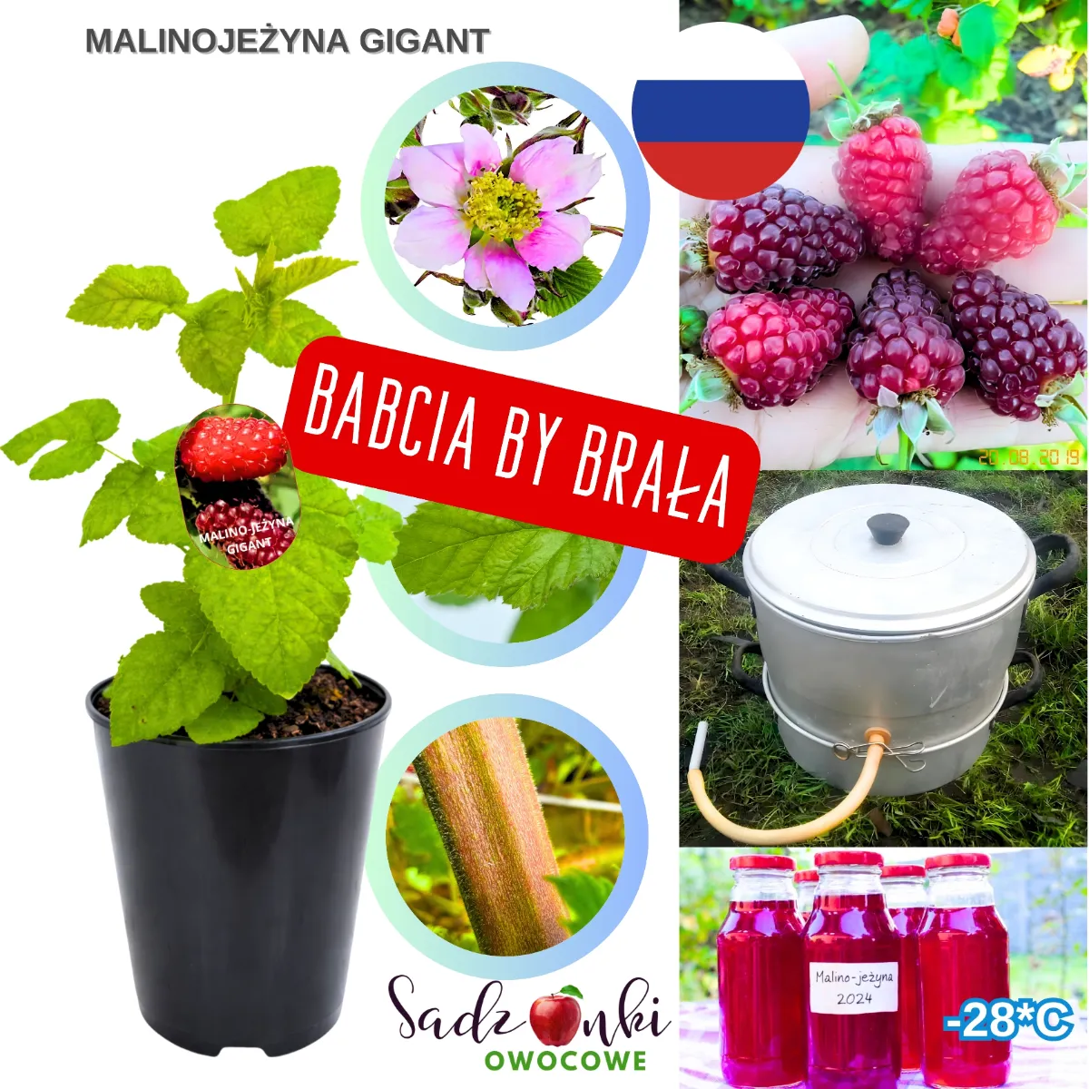 malinojeżyna Gigant sadzonka w doniczce silny krzew jagodowy z produkcji szkółkarskiej