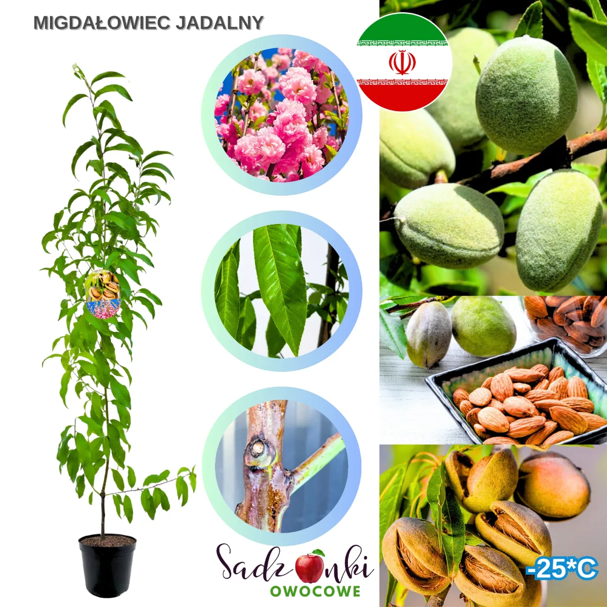 migdał jadalny sadzonka – drzewko migdała gotowe do posadzenia w ogrodzie