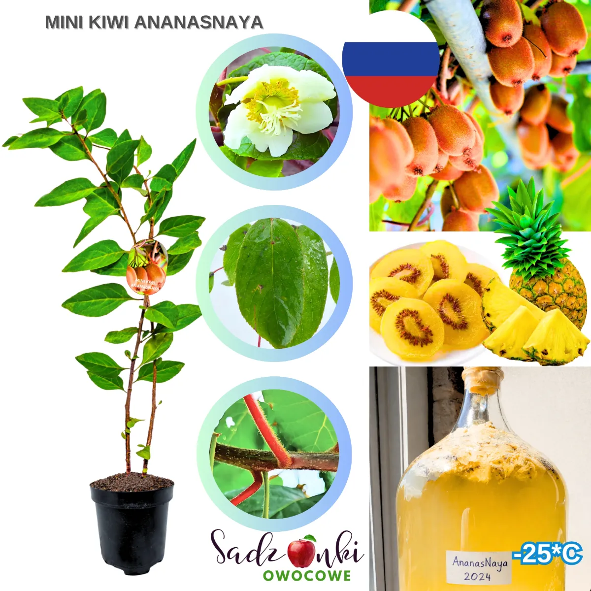 kiwi pnące Ananasnaya sadzonka w doniczce młoda roślina owocowa z jadalnymi owocami