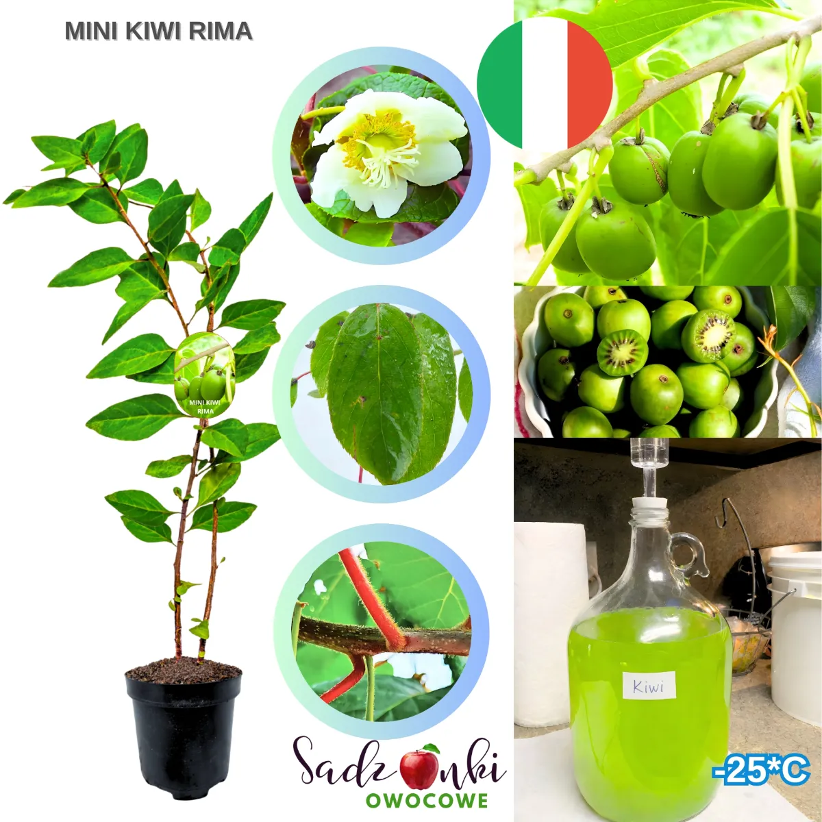 kiwi krzew Rima sadzonka w doniczce młoda roślina owocowa z jadalnymi owocami