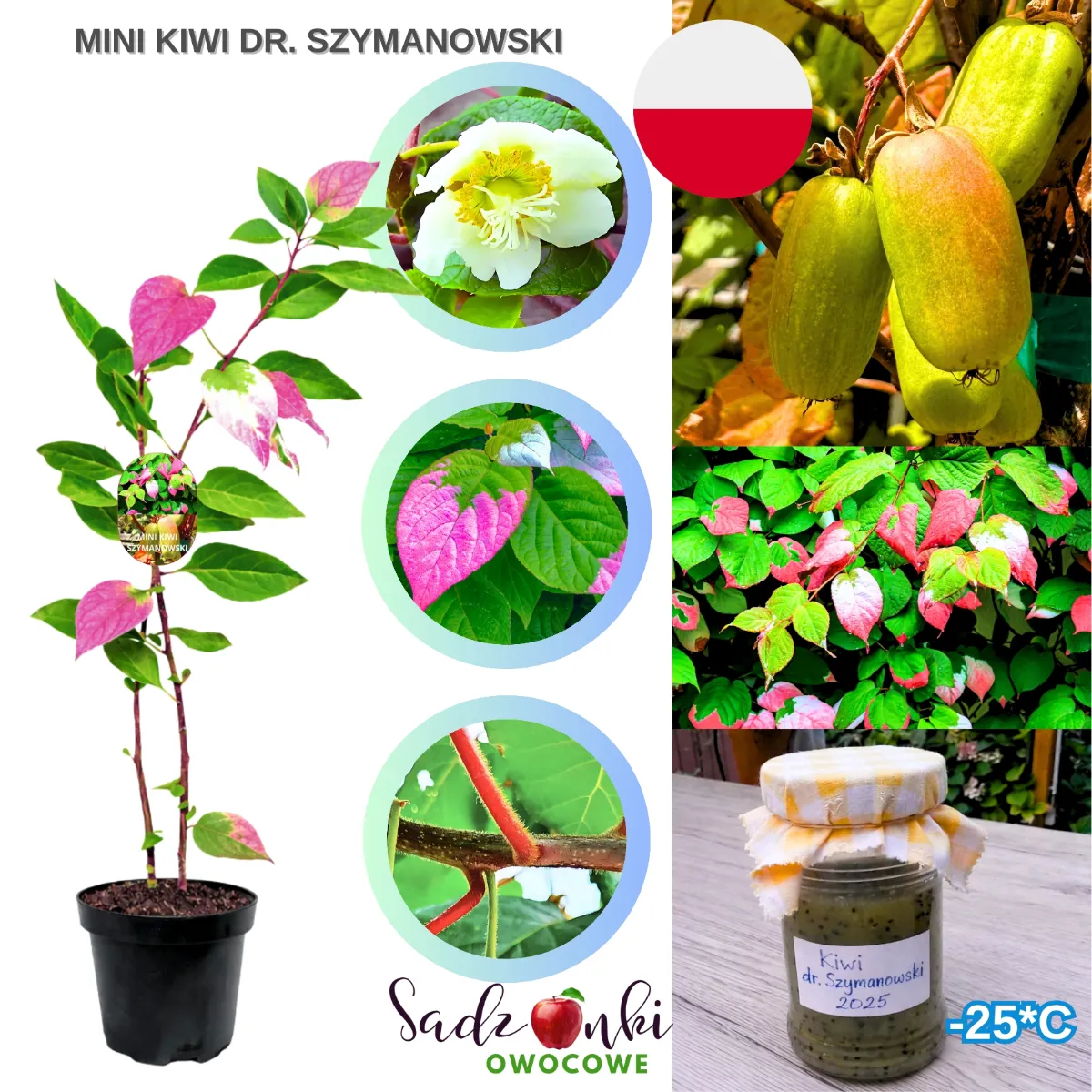 mini kiwi dr szymanowski sadzonka kiwi w doniczce roślina owocowa do ogrodu ze szkółki