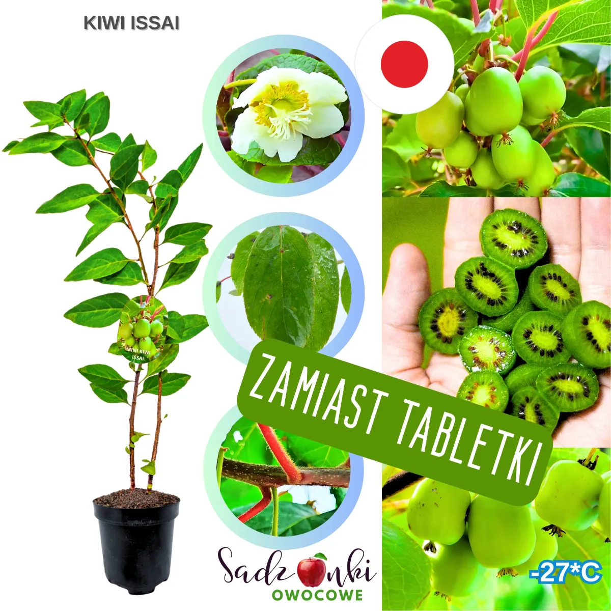 mini kiwi issai sadzonka pnącza owocowego w doniczce gotowa do sadzenia w ogrodzie przydomowym