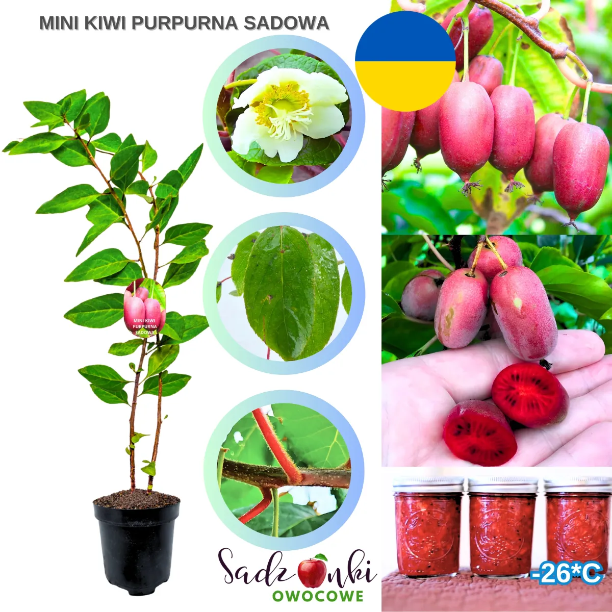 kiwi sadzonki purpurna sadowa sadzonka mini kiwi z doniczki ze szkółki do ogrodu