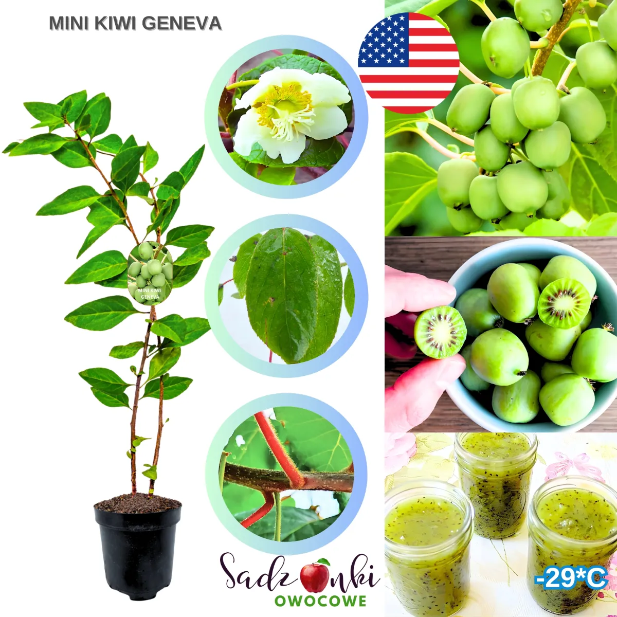 sadzonki mini kiwi sadzonka pnącza owocowego w doniczce gotowa do sadzenia w ogrodzie