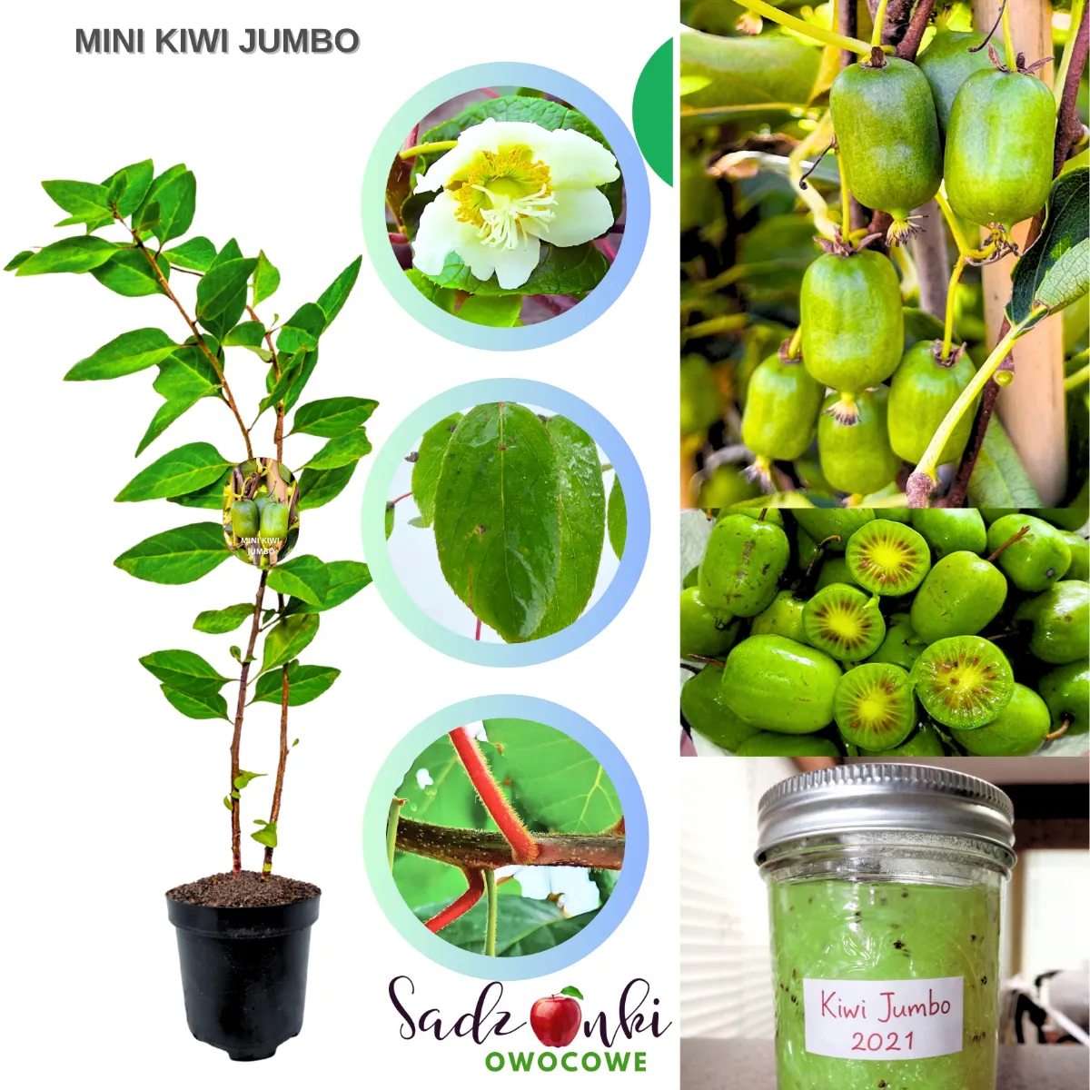 mini kiwi jumbo sadzonka pnącza owocowego w doniczce gotowa do sadzenia w ogrodzie