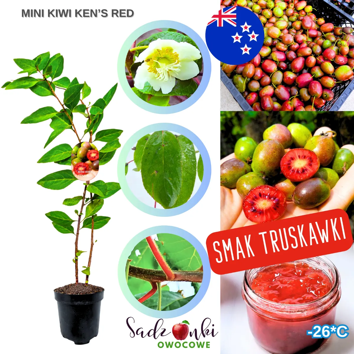 kiwi ogrodowe Ken's Red sadzonka w doniczce młoda roślina z jadalnymi owocami do ogrodu