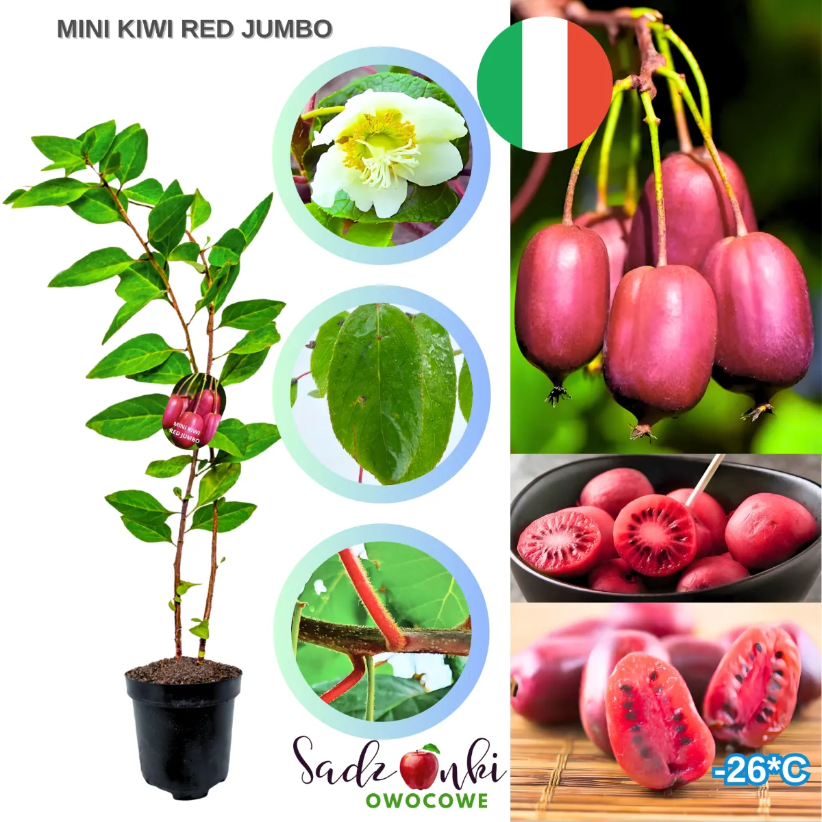 małe kiwi Red Jumbo sadzonka w doniczce młoda roślina z jadalnymi owocami do ogrodu