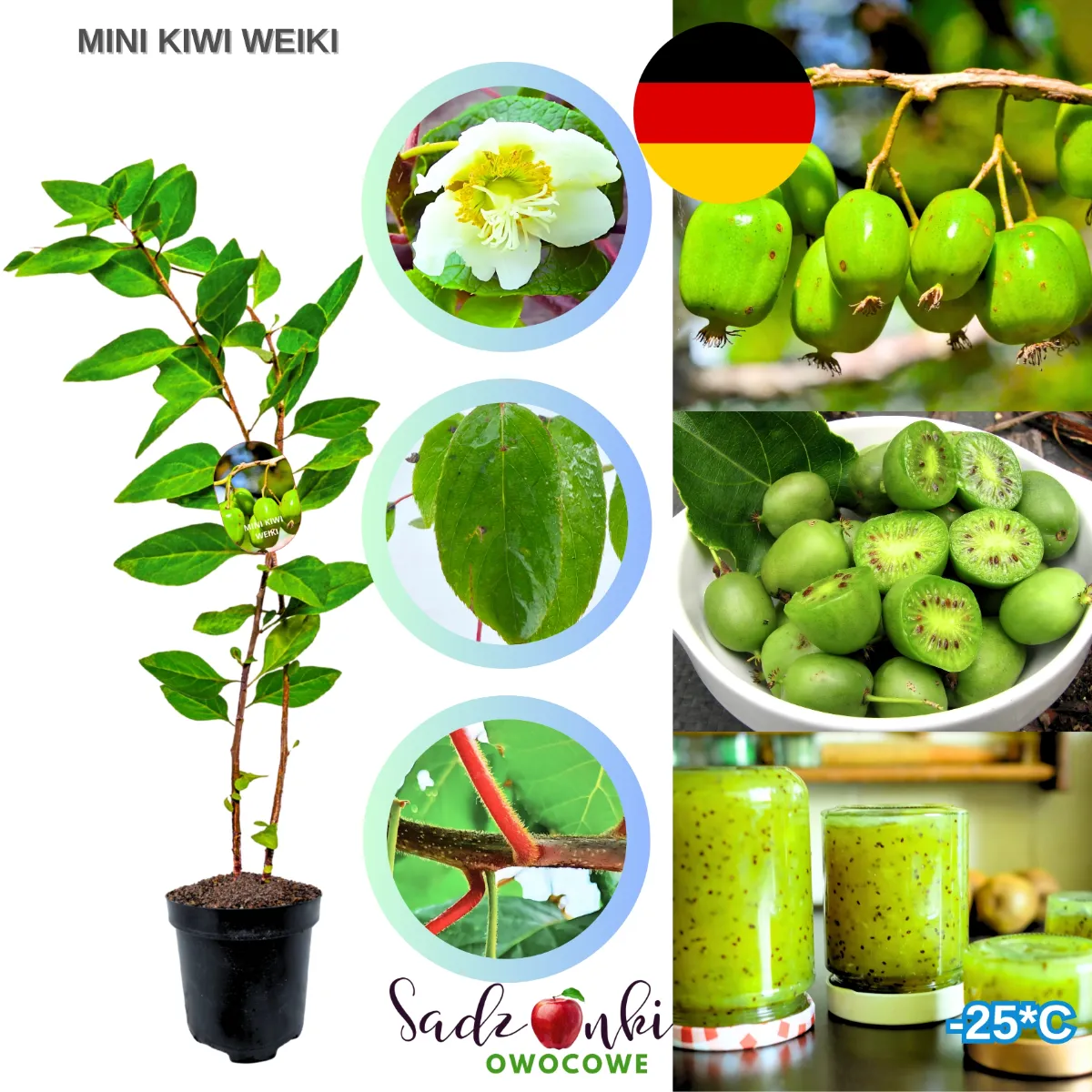 mini kiwi weiki sadzonka aktinidii w doniczce młoda roślina pnąca do nasadzeń ogrodowych