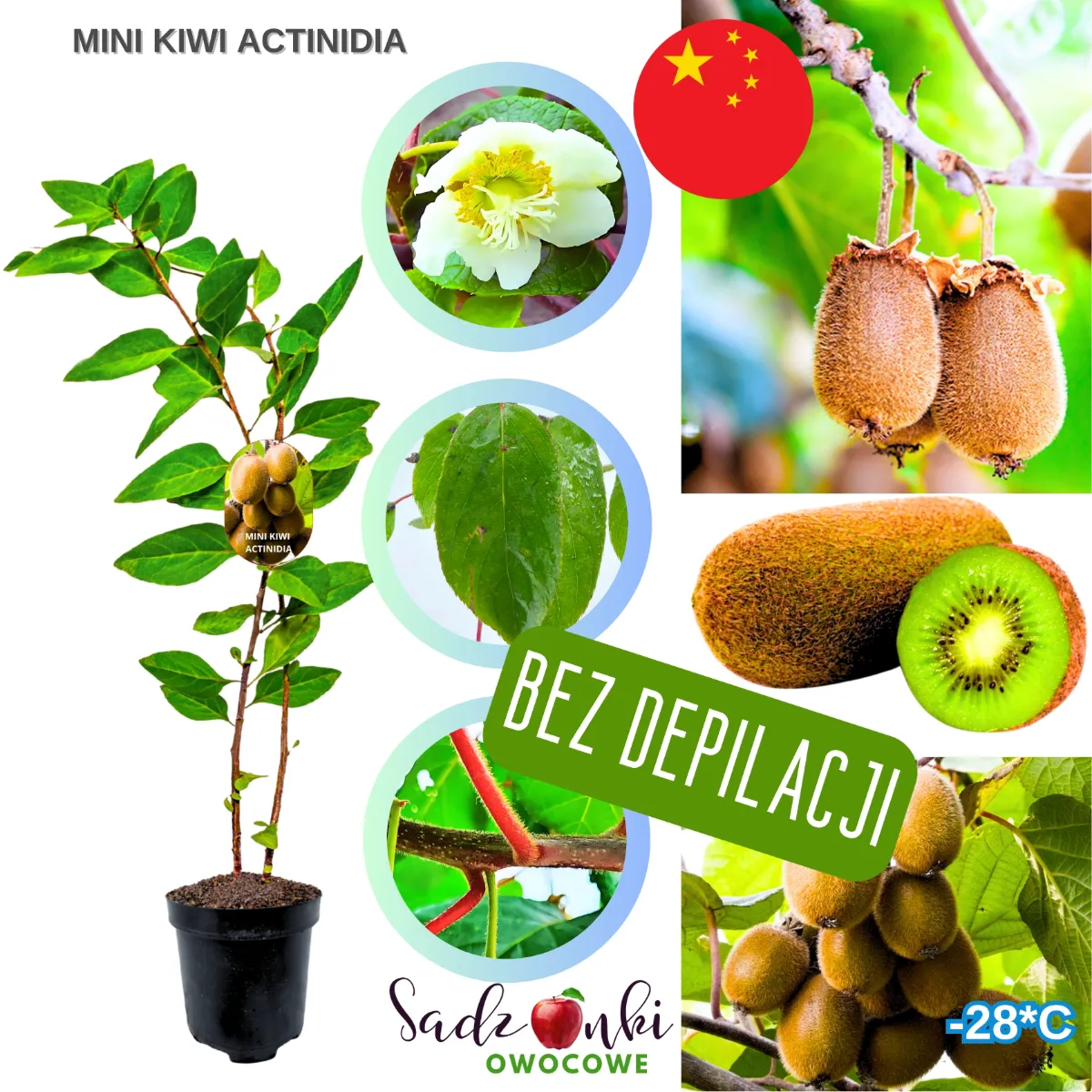 aktinidia sadzonka pnącza owocowego w doniczce materiał szkółkarski do ogrodu przydomowego