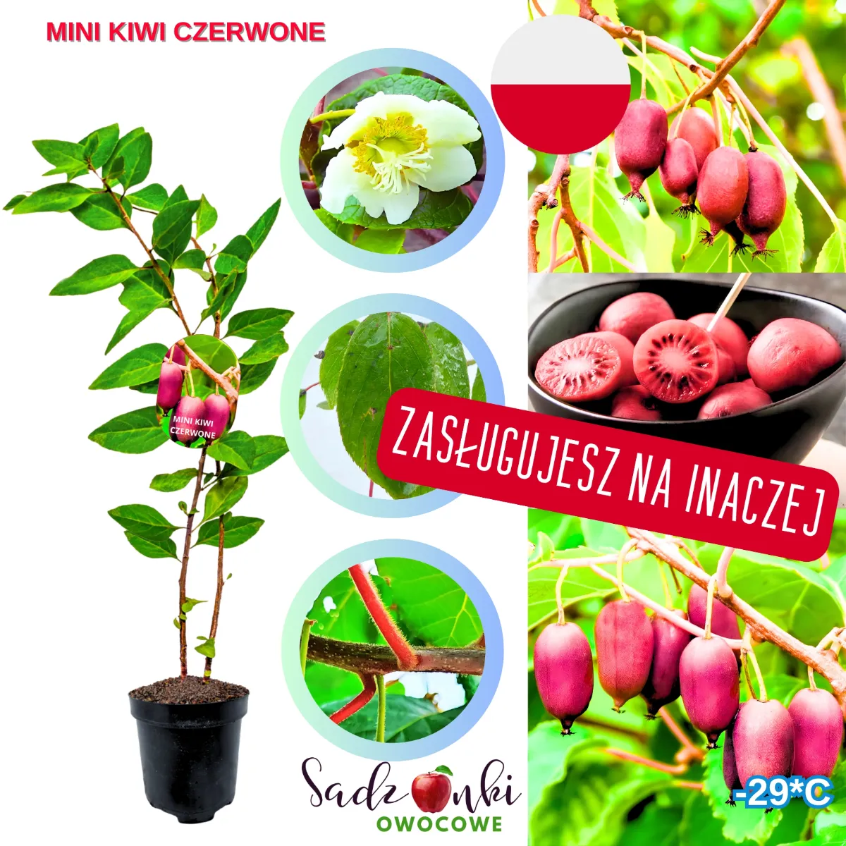 czerwone kiwi sadzonka w doniczce młoda roślina z czerwonym miąższem owoców do ogrodu