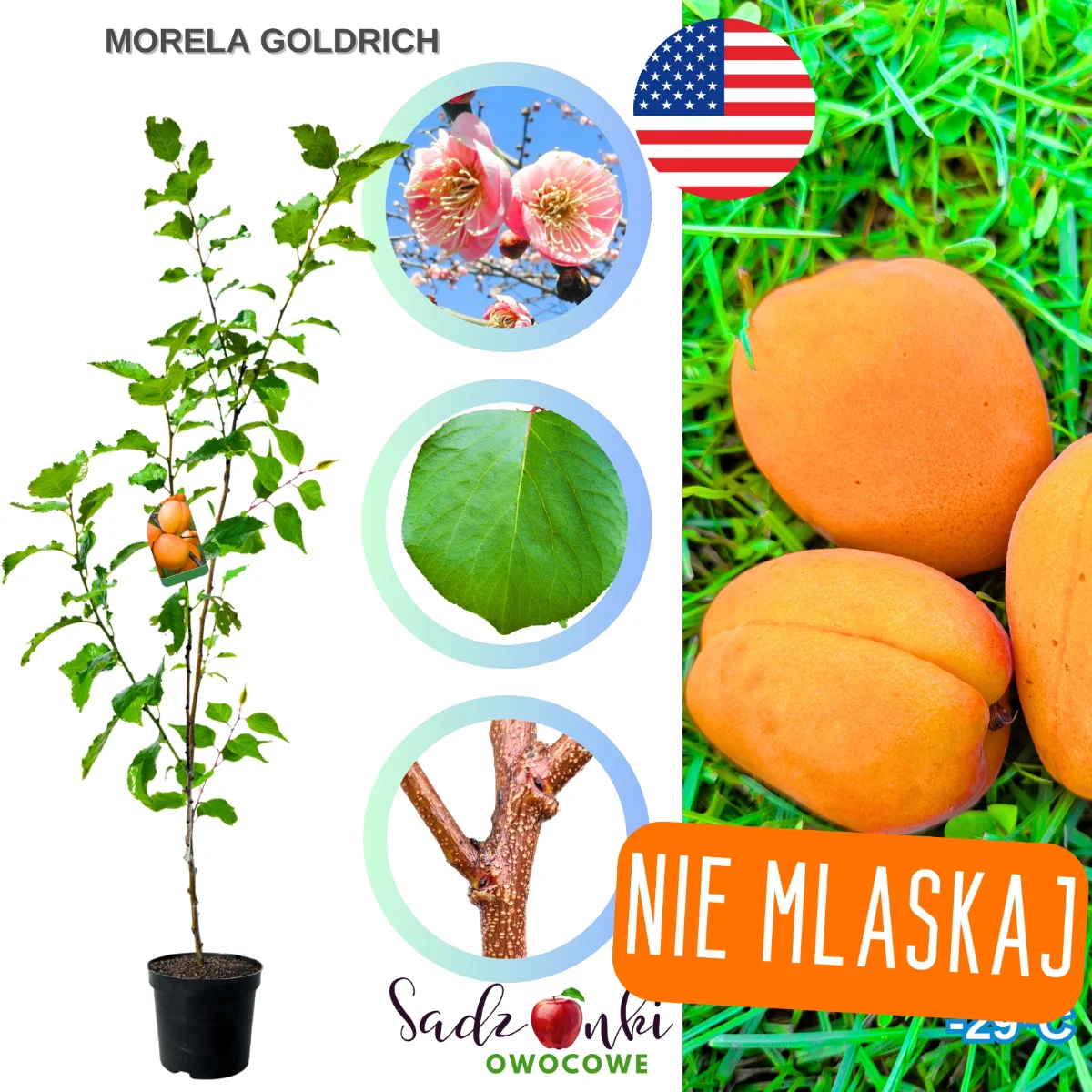 morela goldrich – sadzonka w donicy z wyraźnym przewodnikiem i silnymi pędami bocznymi