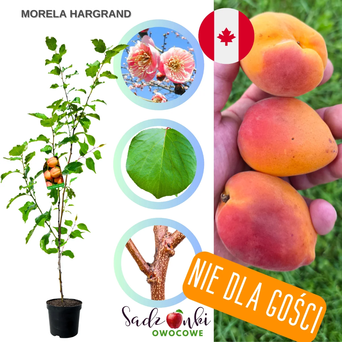 morela hargrand – odmiana o dużych, jędrnych owocach polecana do nasadzeń przydomowych