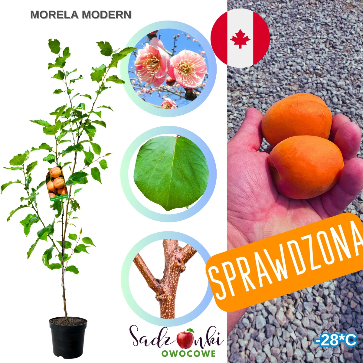 morela morden – sadzonki drzew owocowych w sprzedaży wysyłkowej