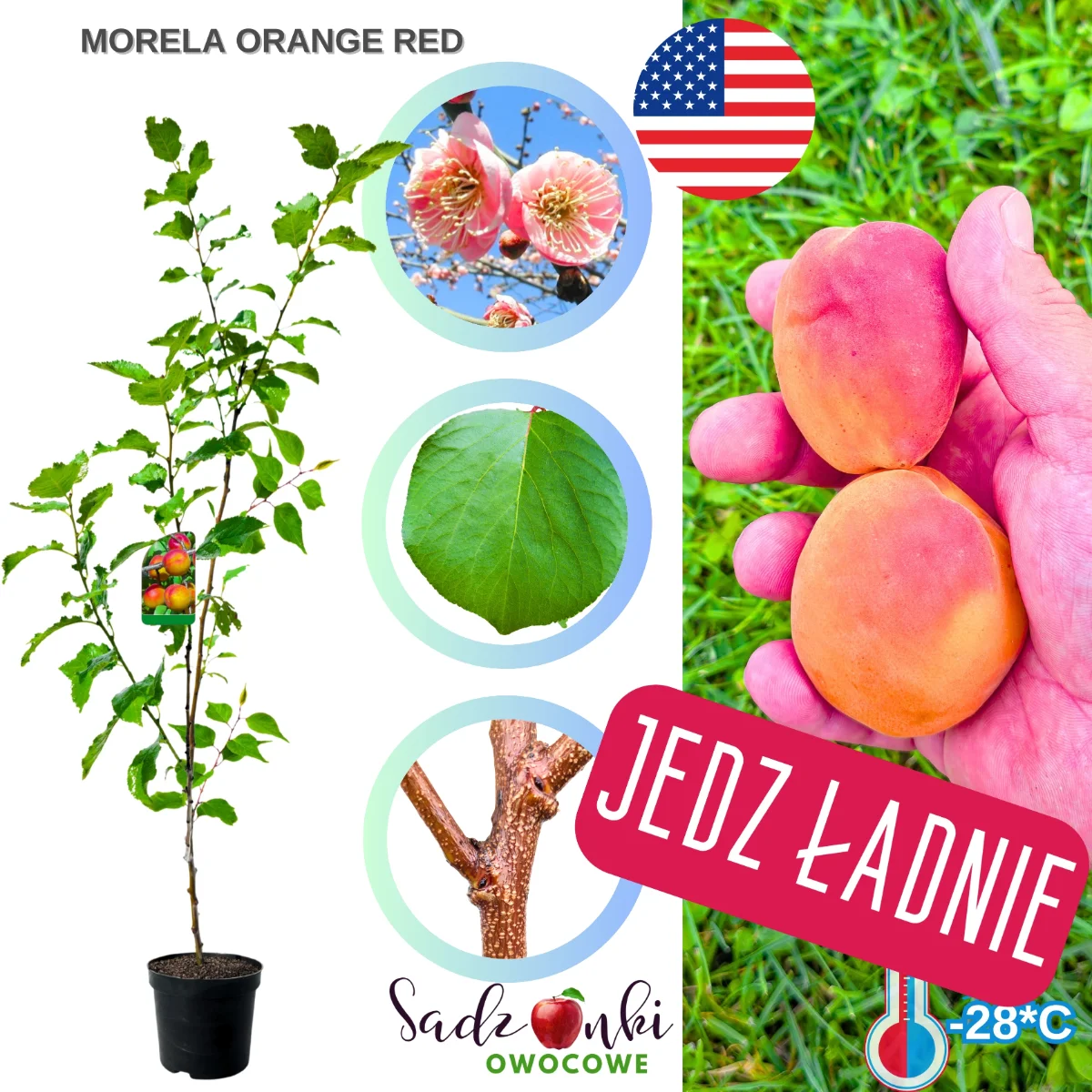morela orange red – wczesna odmiana moreli o intensywnie wybarwionych owocach, polecana do ogrodu przydomowego