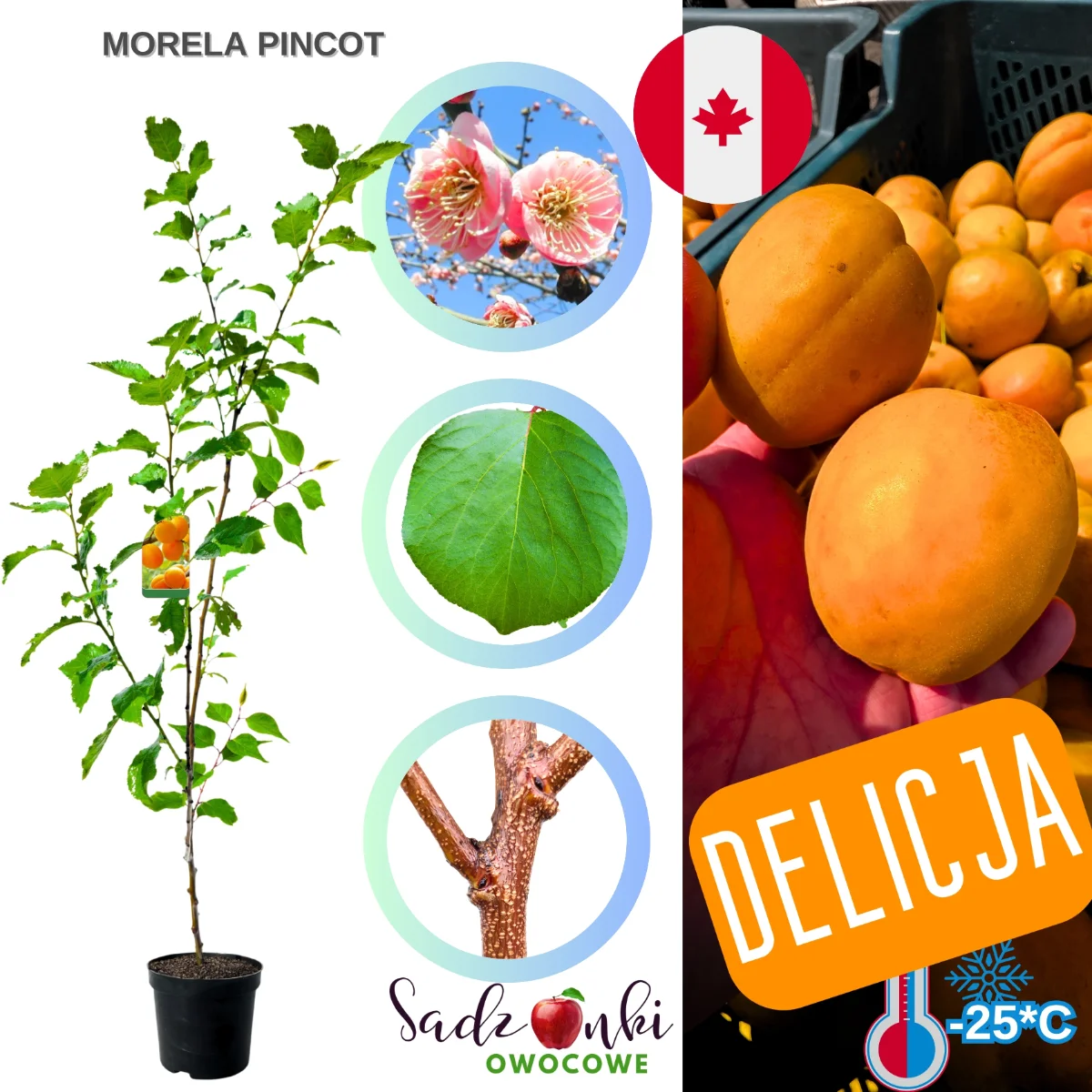 morela pincot – drzewko moreli do ogrodu