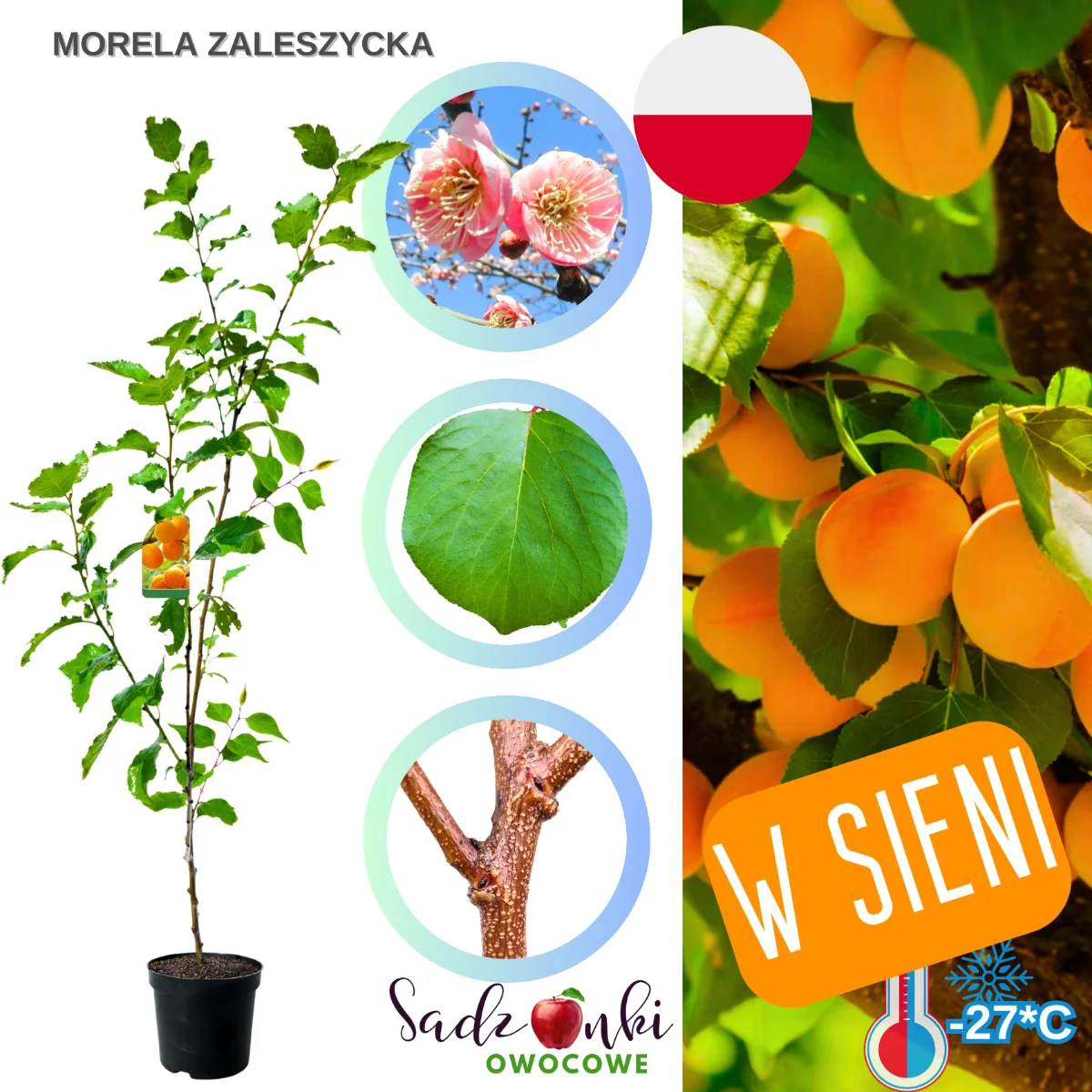 morela zaleszycka – późna odmiana moreli o jasnopomarańczowych owocach i wysokiej plenności