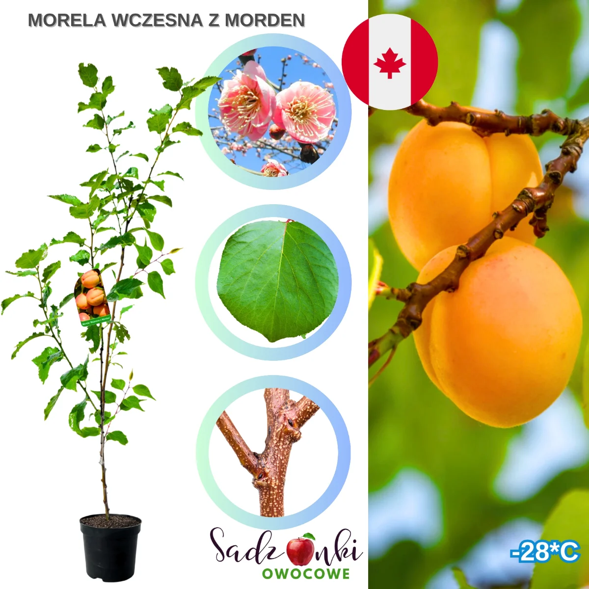 Morela wczesna z Morden – sadzonka moreli mrozoodpornej –28°C