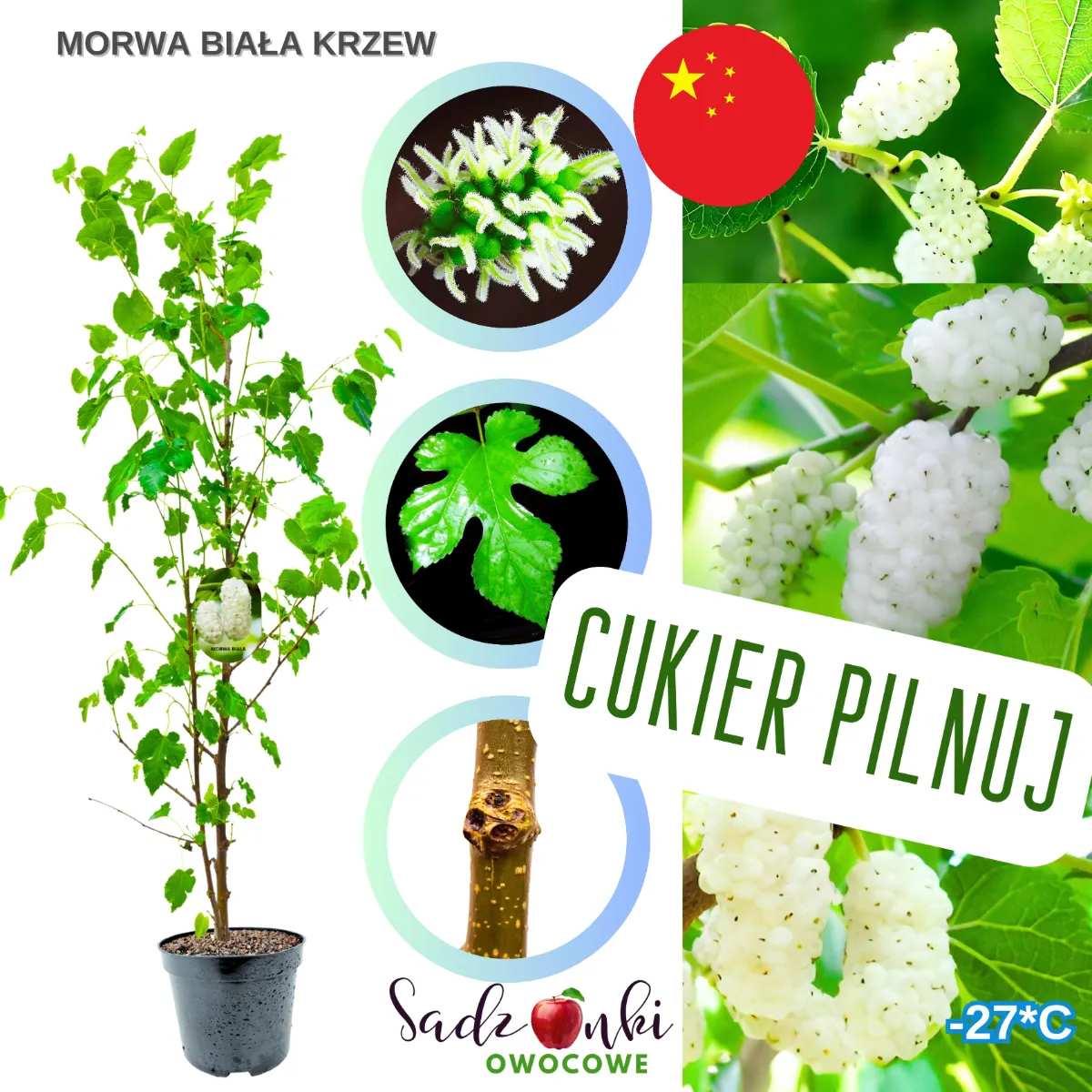 morwa biała sadzonka w donicy z wyraźnym pniem i młodymi pędami morwy