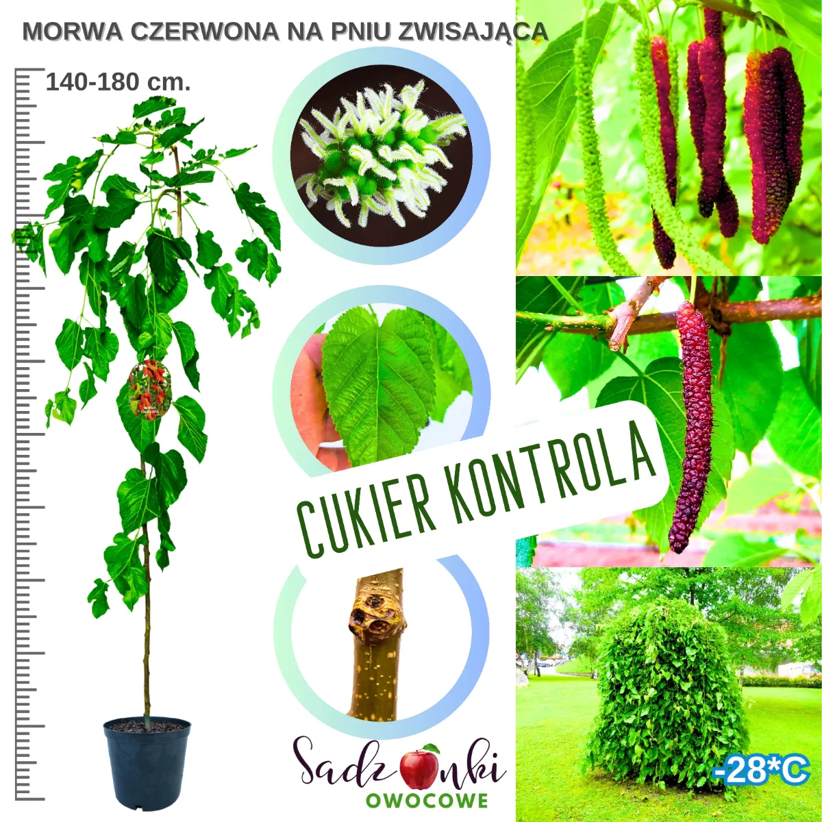 morwa czerwona na pniu drzewko morwy 140-180 cm w donicy z długimi czerwonymi owocami i zielonymi liśćmi odmiany zwisającej