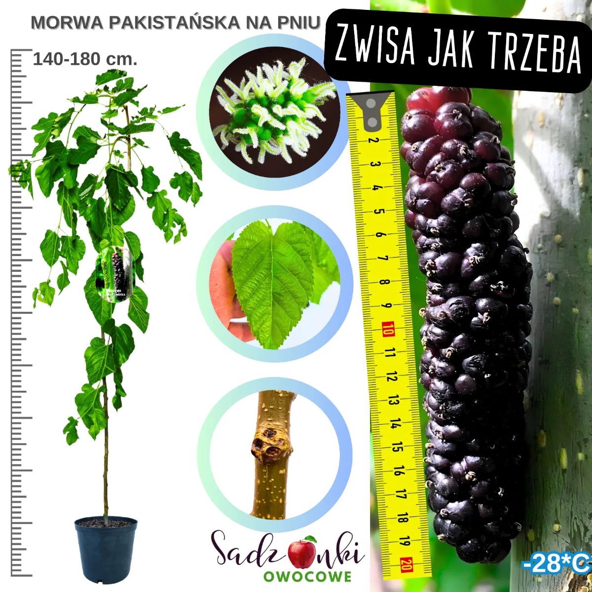 morwa pakistańska na pniu drzewko morwy 140-180 cm w donicy z dużymi liśćmi oraz długimi owocami charakterystycznymi dla tej odmiany