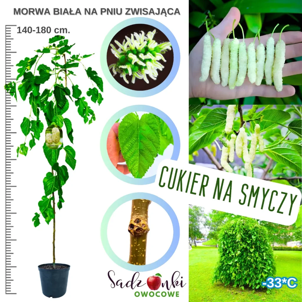 Morwa biała na pniu | dekoracyjne drzewko morwy do ogrodu Morwa biała na pniu | dekoracyjne drzewko morwy do ogrodu