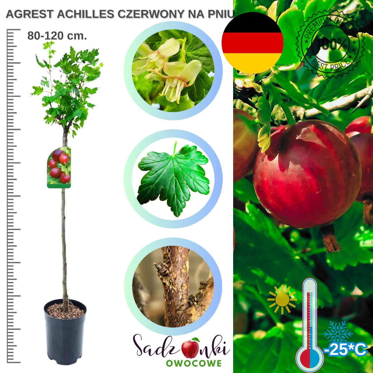 agrest na pniu Achilles – sadzonka 80–120 cm w donicy