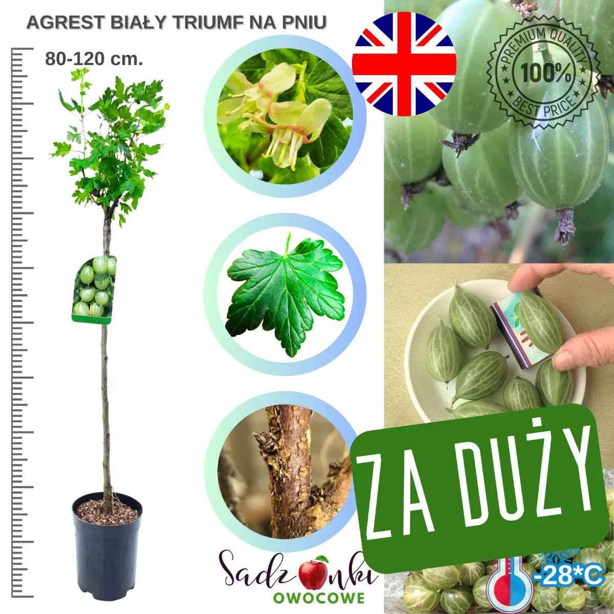 Agrest biały Triumf na pniu sadzonka 80–120 cm ze szkółki gotowa do sadzenia