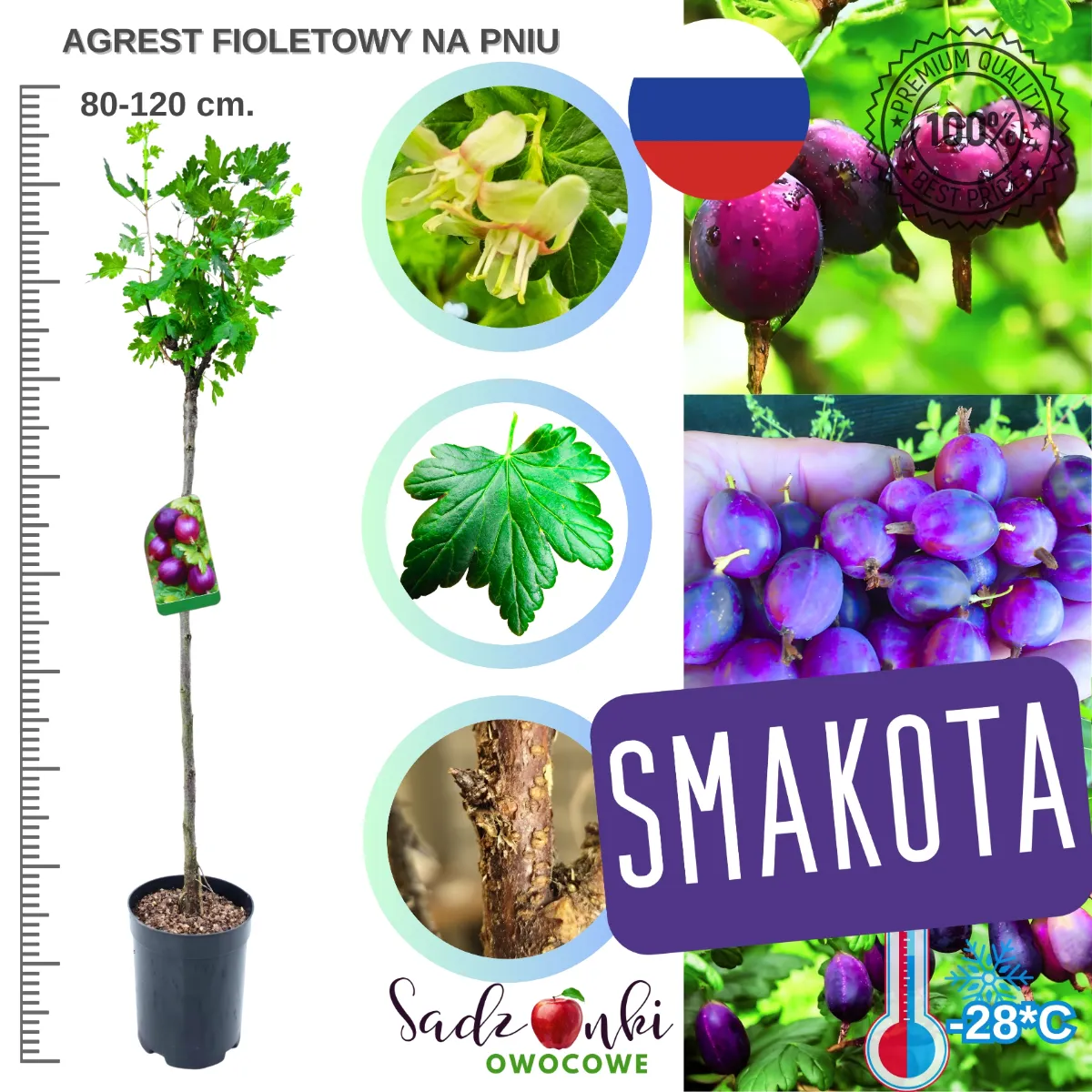 agrest fioletowy na pniu 80–120 cm – sadzonka o zwartej koronie i odmianie o fioletowych owocach