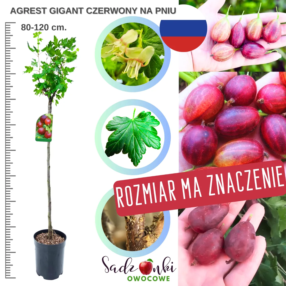 Agrest olbrzymi na pniu czerwony bezkolcowy – sadzonka 80–120 cm w donicy