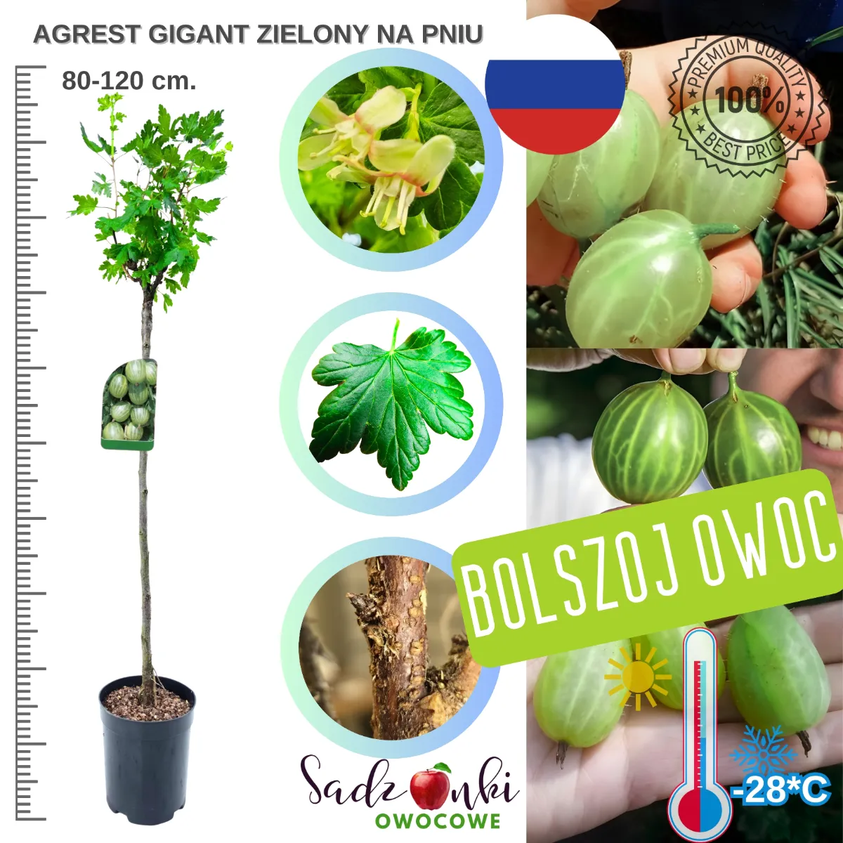 Agrest Olbrzymi na pniu zielony sadzonka 80–120 cm ze szkółki gotowa do sadzenia