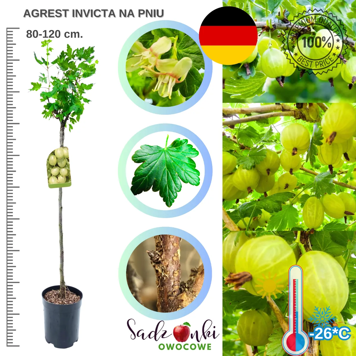 Agrest Invicta na pniu sadzonka 80–120 cm forma drzewka gotowa do sadzenia