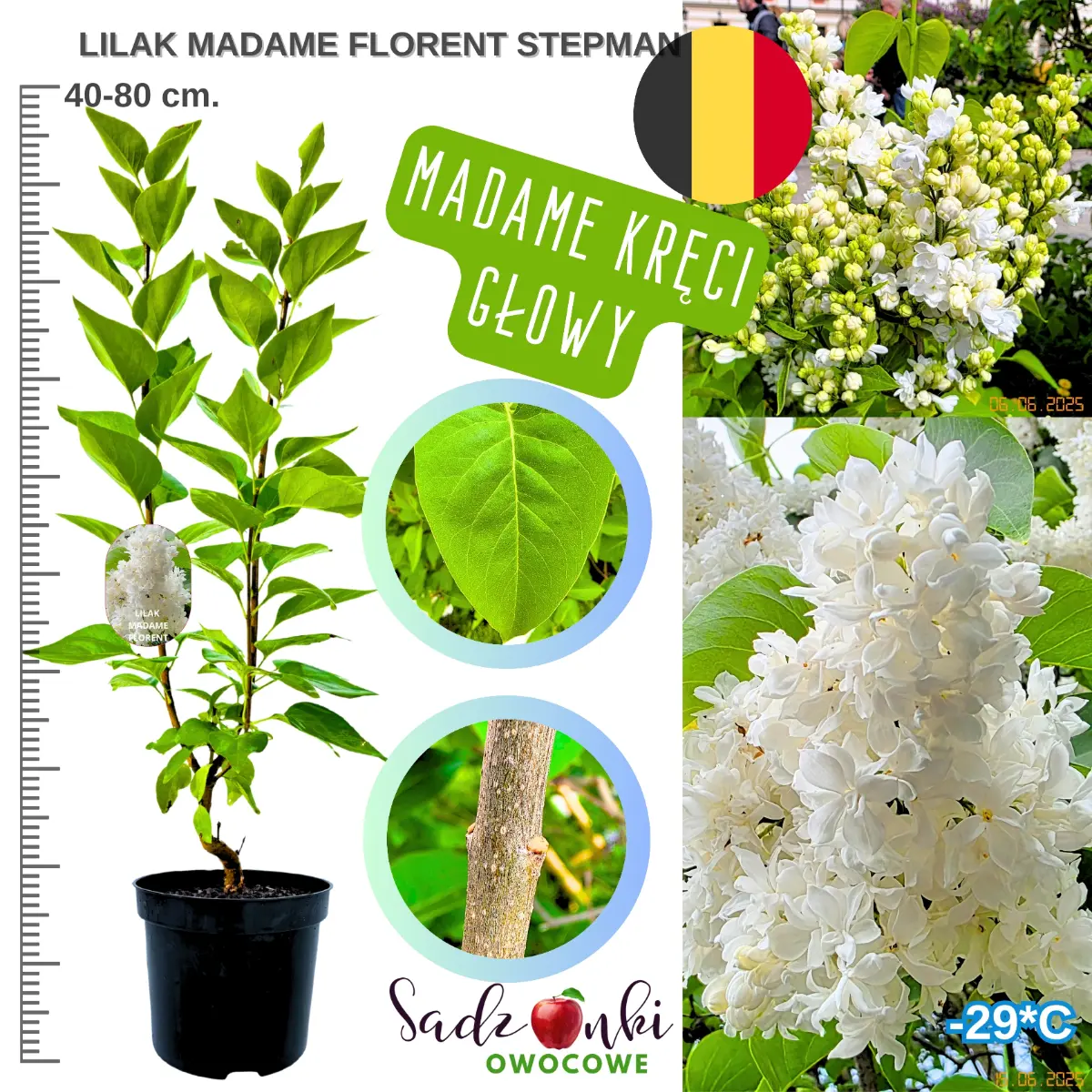 lilak madame florent stepman krzew ozdobny 40-80 cm.